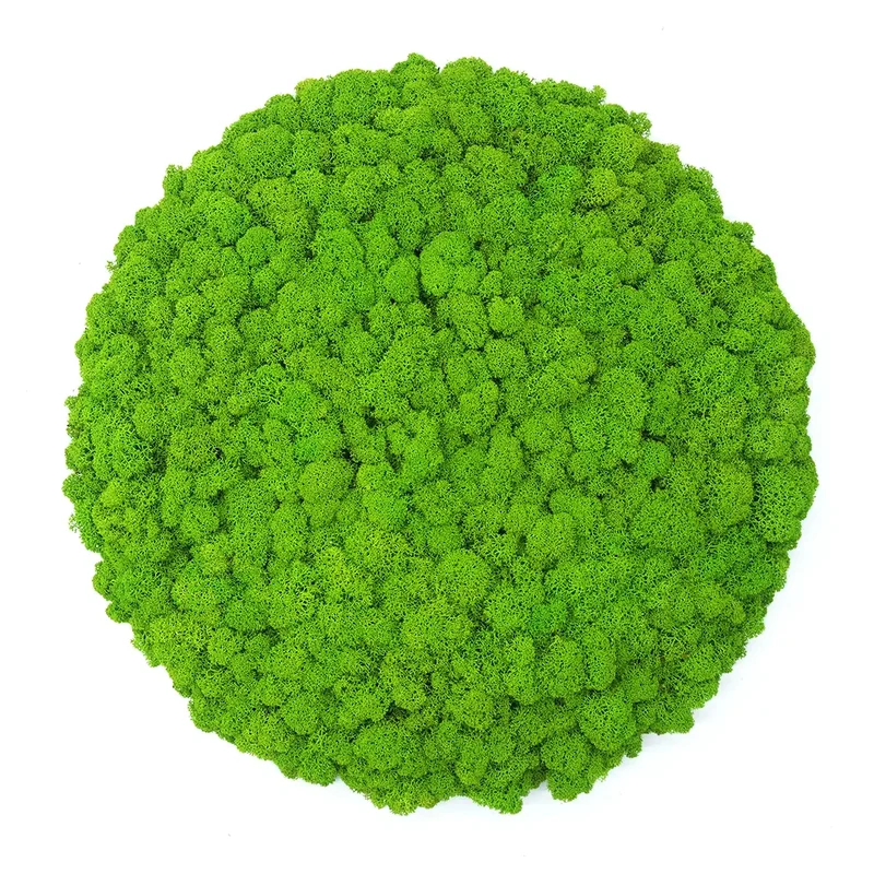Frameless Reindeer Moss Wall Panels - Round