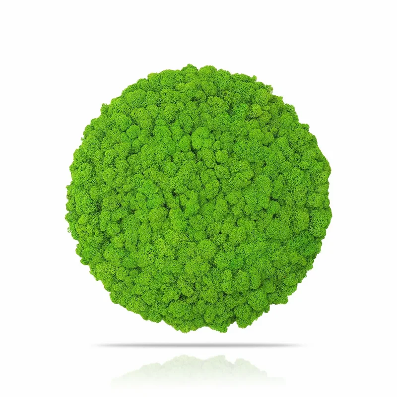 Frameless Reindeer Moss Wall Panels - Round