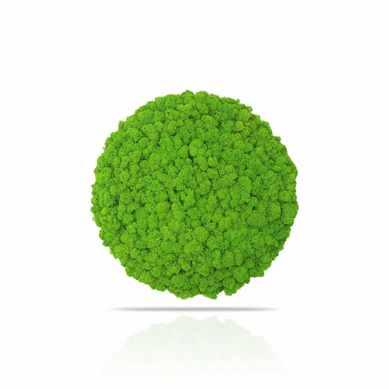 Frameless Reindeer Moss Wall Panels - Round