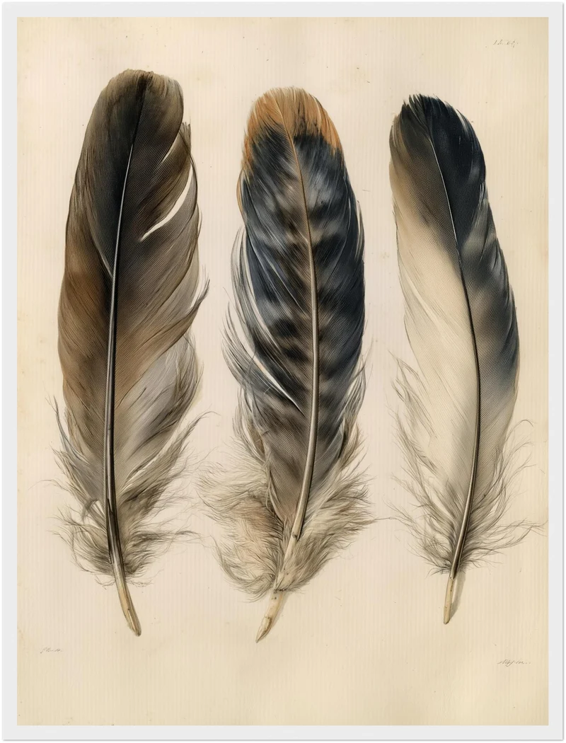 Drei Federn naturalistisch Poster