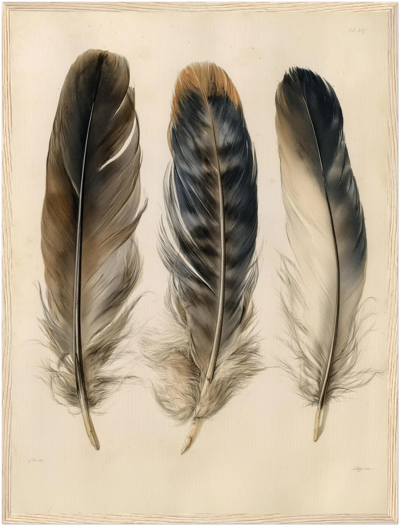 Drei Federn naturalistisch Poster