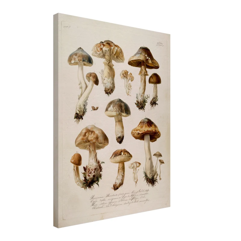 Botanische Pilze Vintage Leinwand
