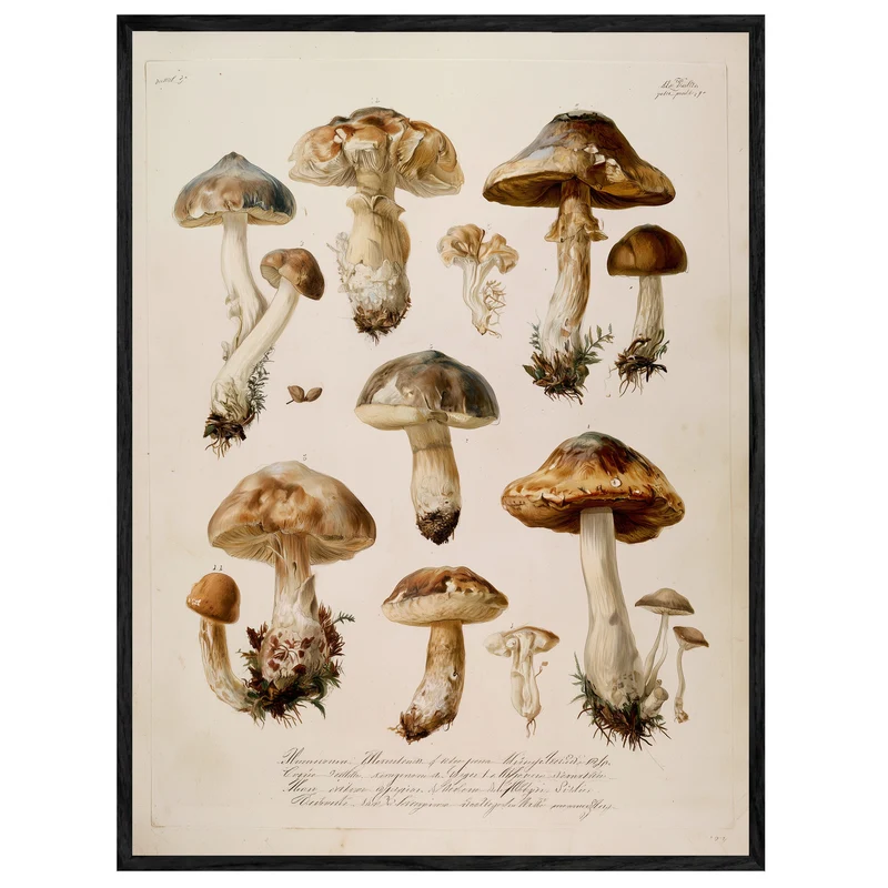 Botanische Pilze Vintage Leinwand