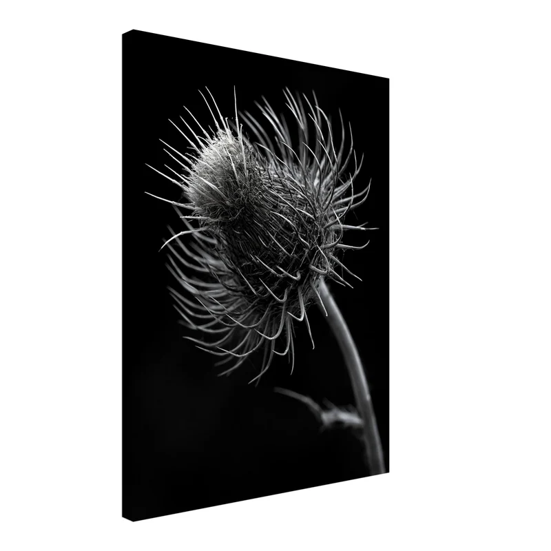 distel-nahaufnahme Leinwand