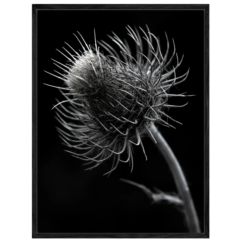 distel-nahaufnahme Leinwand