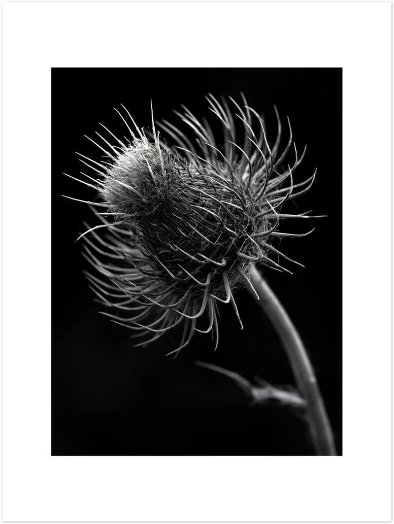 distel-nahaufnahme Poster