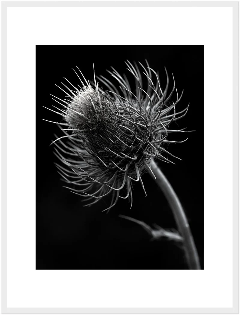 distel-nahaufnahme Poster