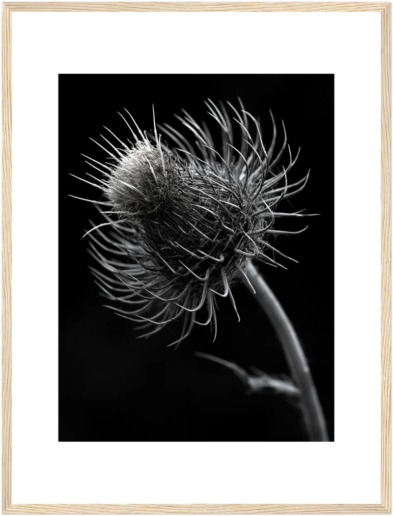 distel-nahaufnahme Poster
