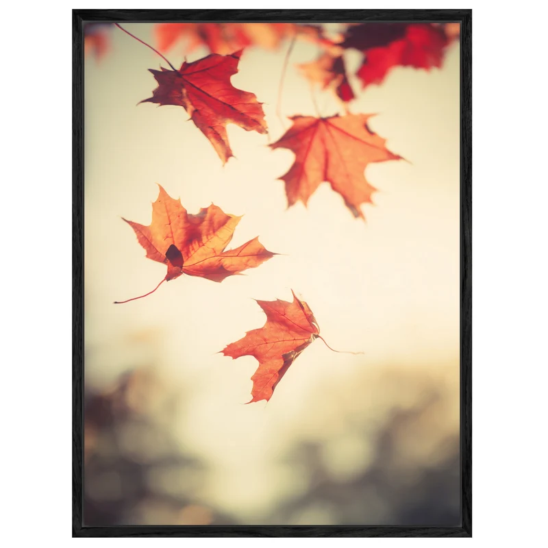 Fallende Ahornblätter im Herbst Leinwand
