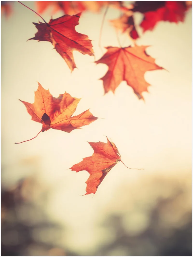 Fallende Ahornblätter im Herbst Poster