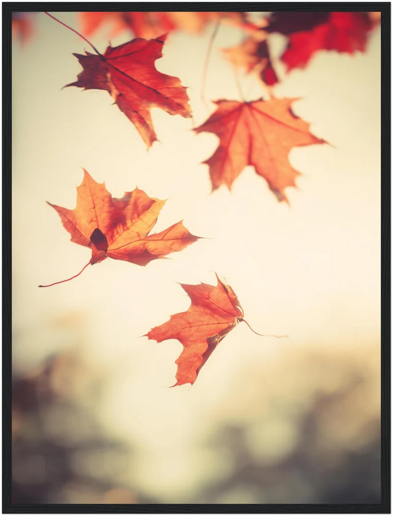 Fallende Ahornblätter im Herbst Poster