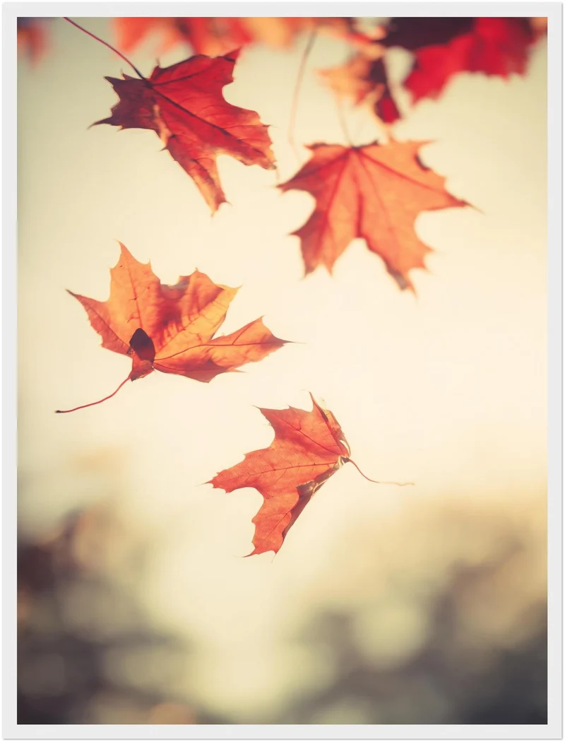 Fallende Ahornblätter im Herbst Poster