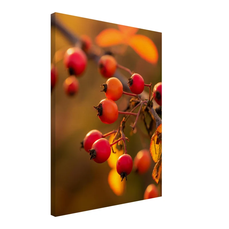 Rote Hagebutten im Herbstlicht Leinwand