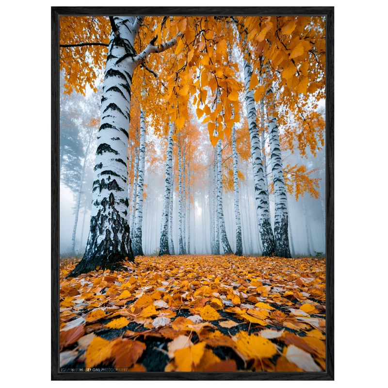 Goldener Birkenwald im Nebel Leinwand