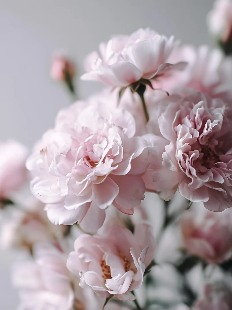 Rosé Set – Blüten in Zartrosa