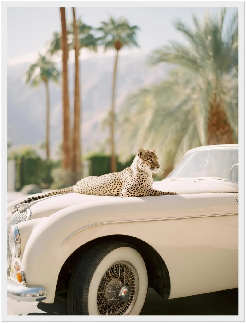 Gepard auf Creme-Cabrio Poster