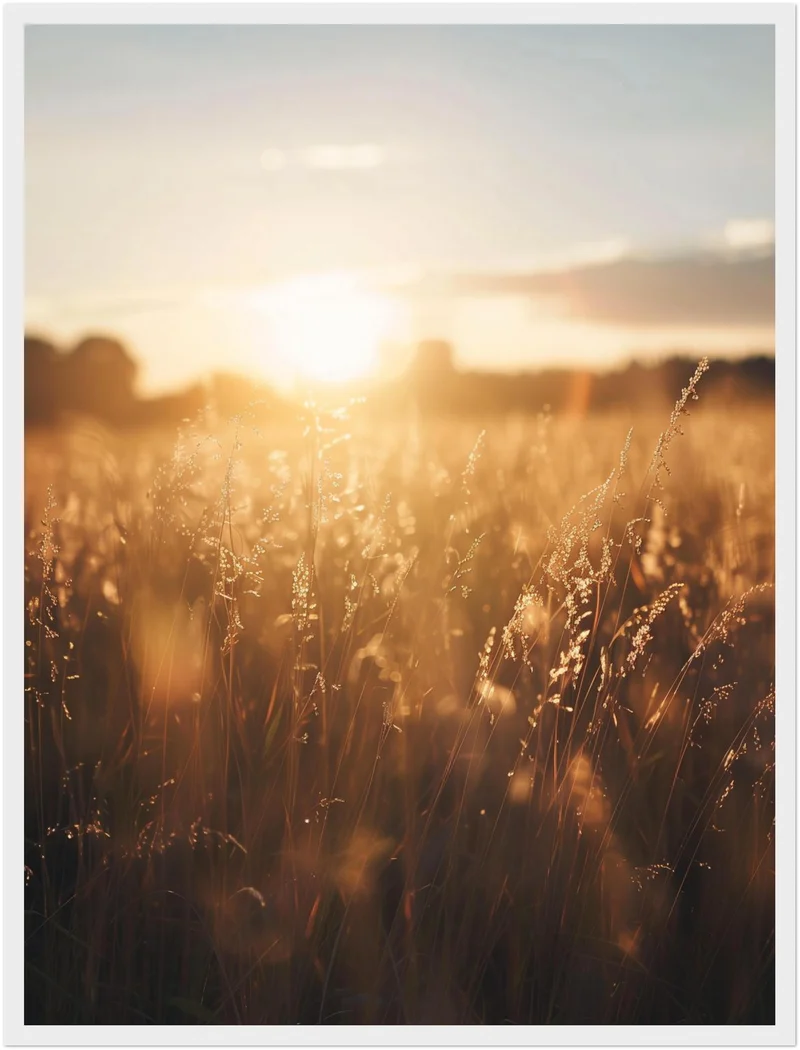 Goldenes Abendlicht im Grasfeld Poster
