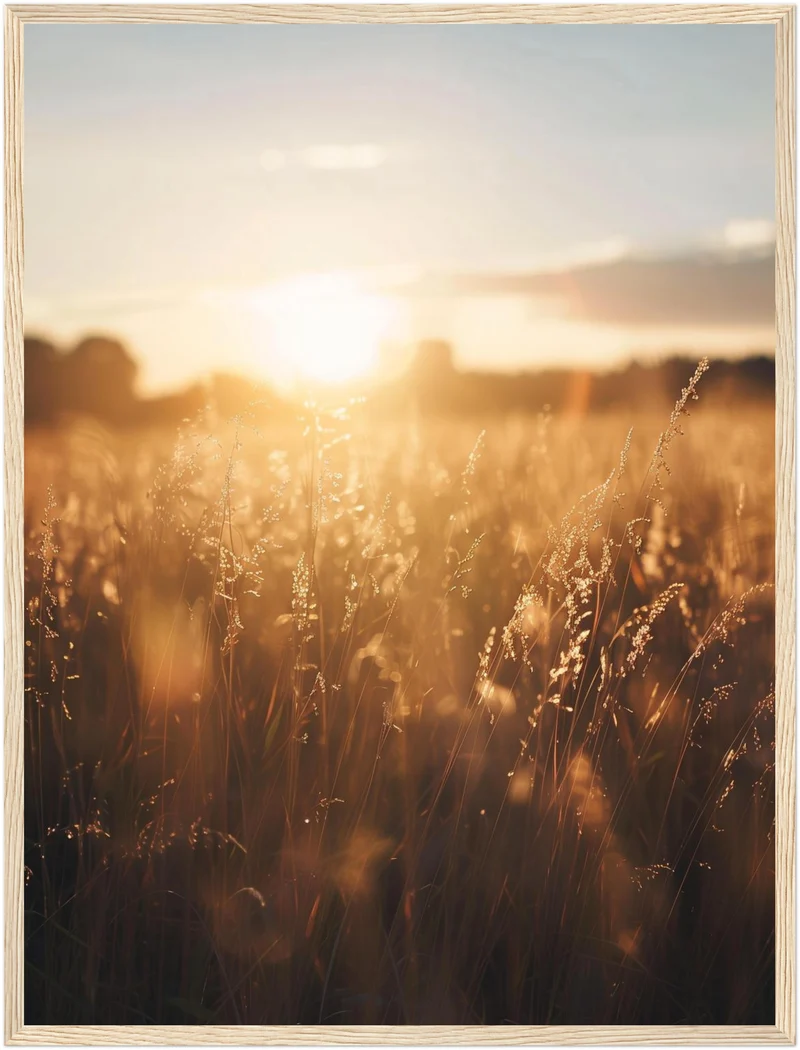 Goldenes Abendlicht im Grasfeld Poster