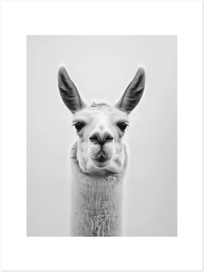 Lama Schwarzweiss Portrait Leinwand