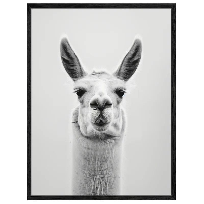 Lama Schwarzweiss Portrait Leinwand