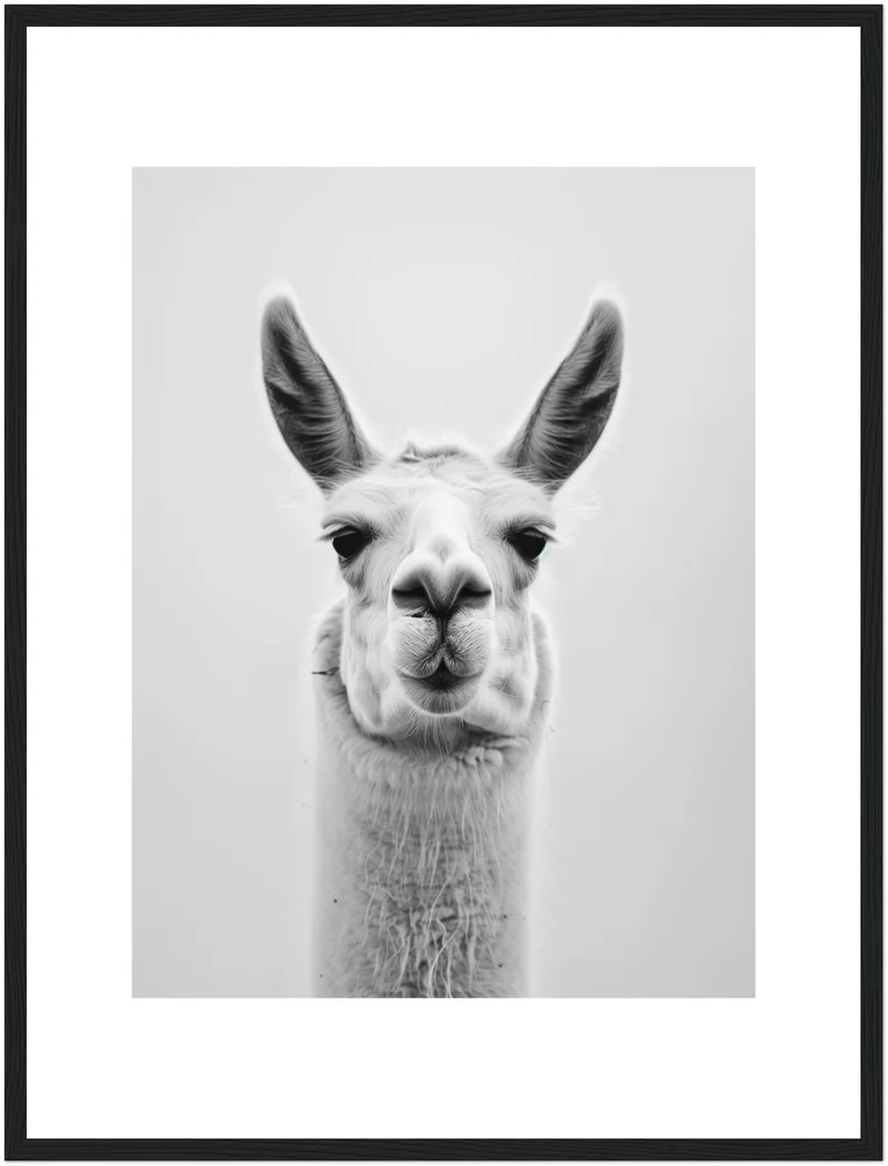 Lama Schwarzweiss Portrait Poster