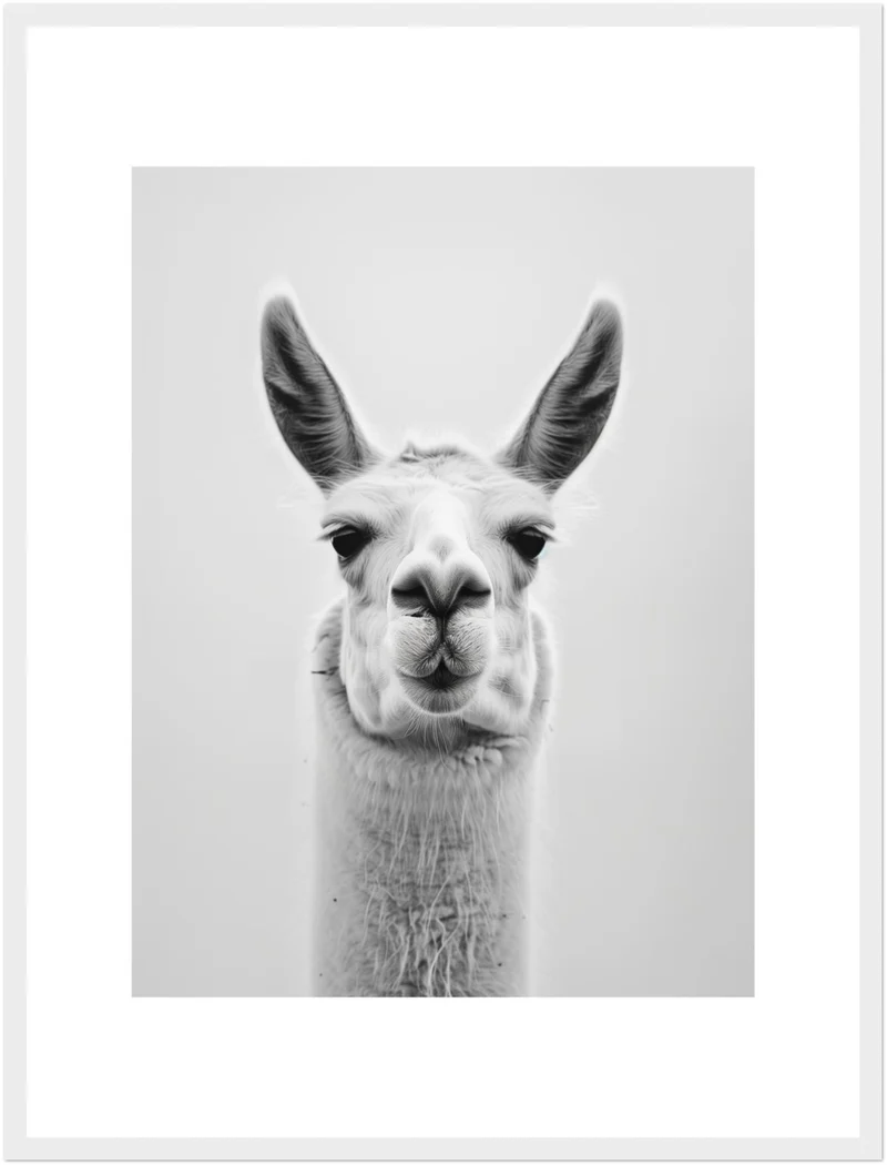 Lama Schwarzweiss Portrait Poster