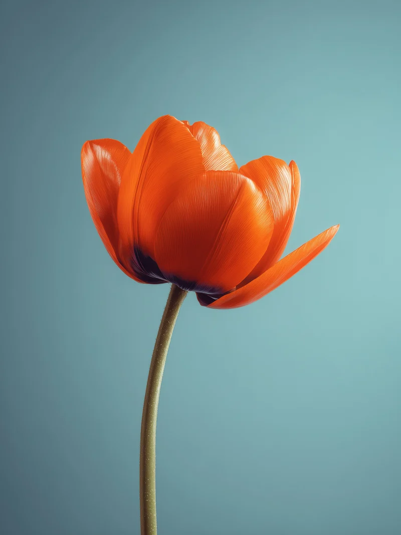Orangene Tulpe Leinwandbild