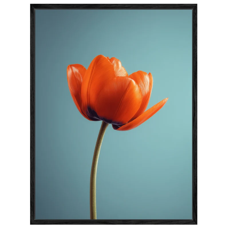 Orangene Tulpe Leinwandbild