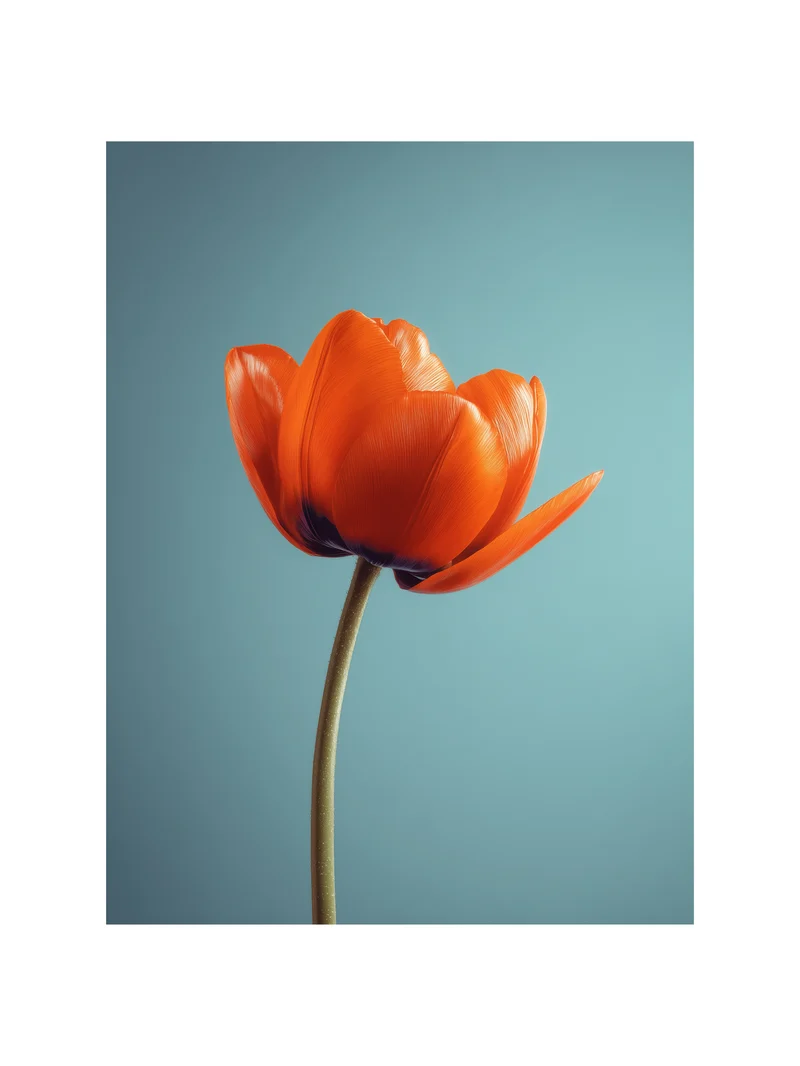 Orangene Tulpe Poster