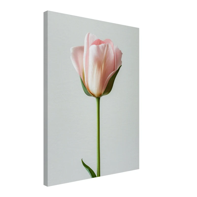 Rosa Tulpe einzeln Leinwand