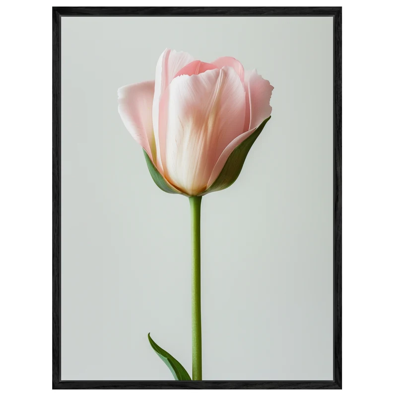 Rosa Tulpe einzeln Leinwand