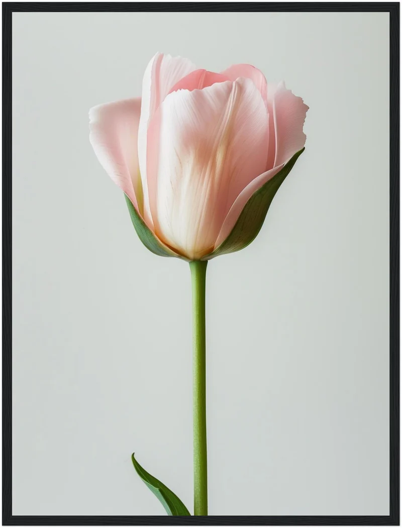 Rosa Tulpe einzeln Poster