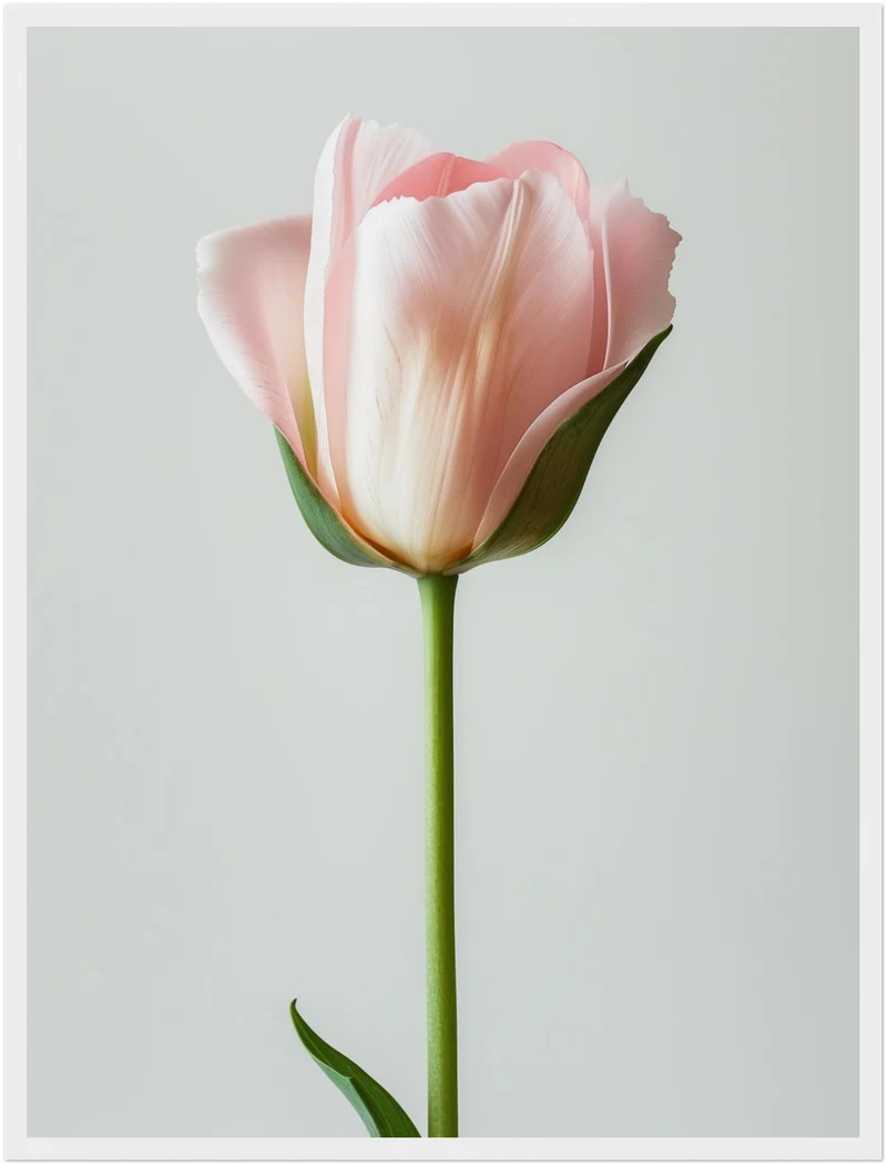 Rosa Tulpe einzeln Poster