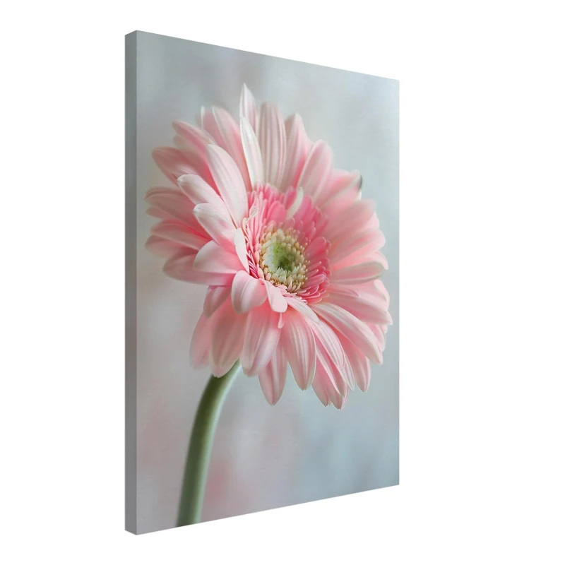 Rosa Gerbera Nahaufnahme Leinwand