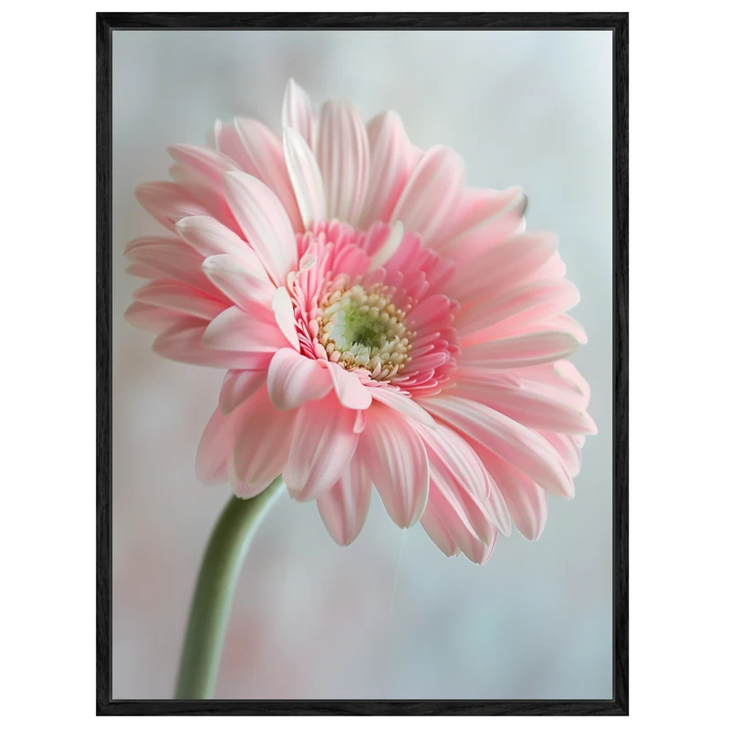 Rosa Gerbera Nahaufnahme Leinwand