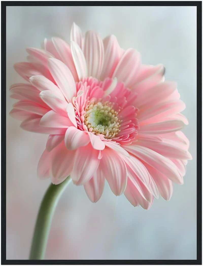 Rosa Gerbera Nahaufnahme Poster