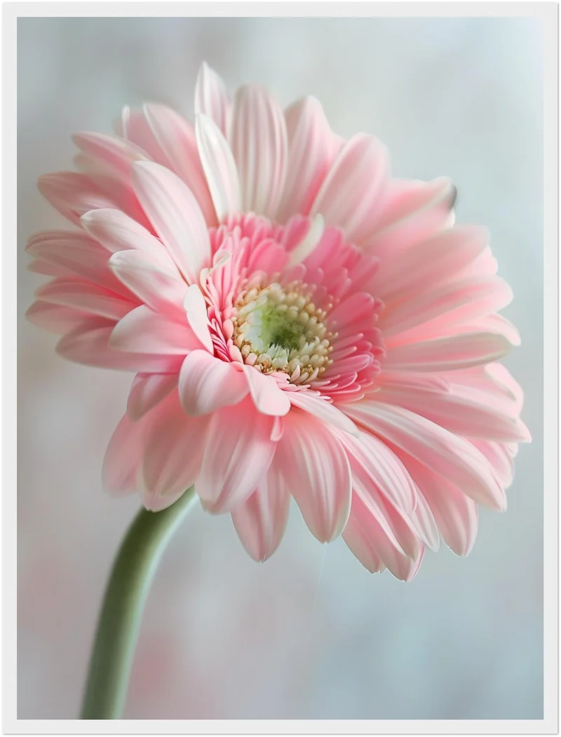 Rosa Gerbera Nahaufnahme Poster
