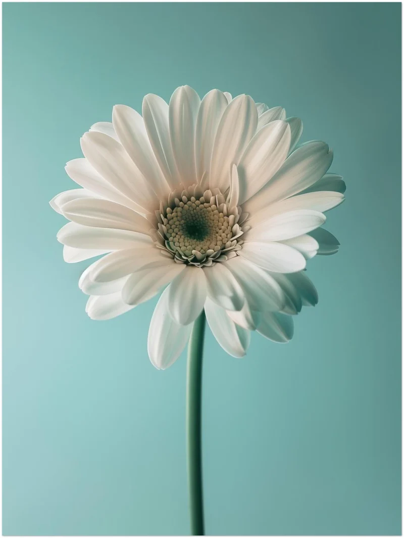 Weiße Gerbera auf Türkis Leinwand