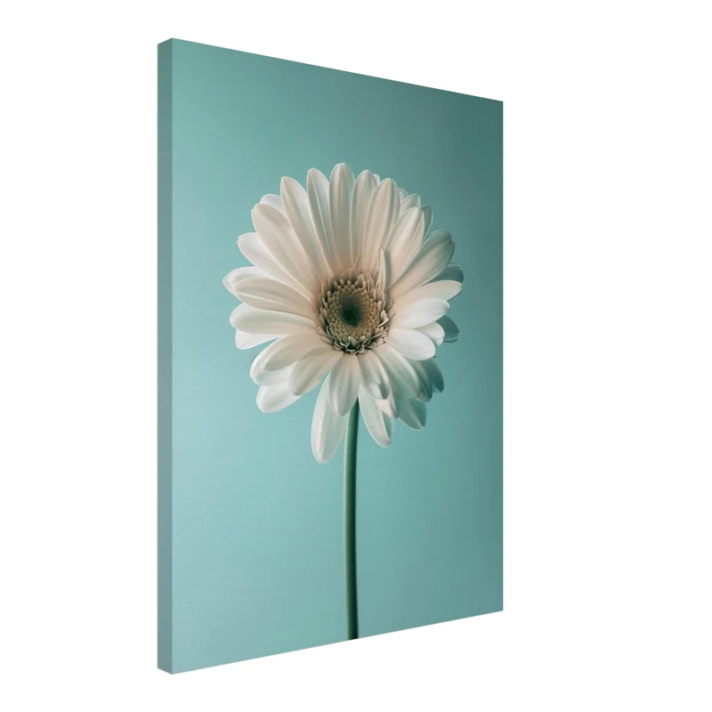 Weiße Gerbera auf Türkis Leinwand