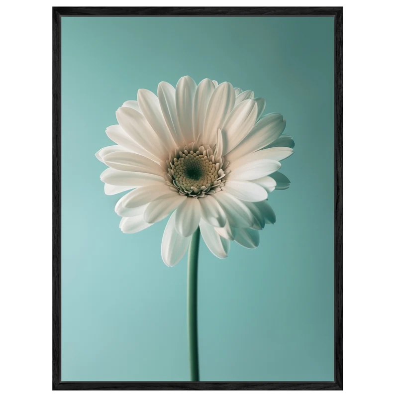Weiße Gerbera auf Türkis Leinwand