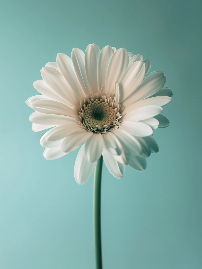 Weiße Gerbera auf Türkis Poster