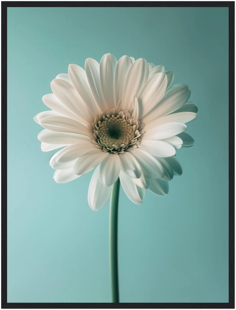 Weiße Gerbera auf Türkis Poster