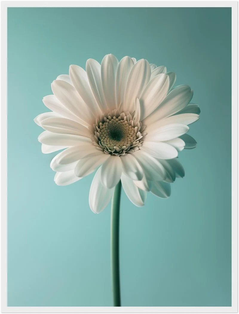Weiße Gerbera auf Türkis Poster