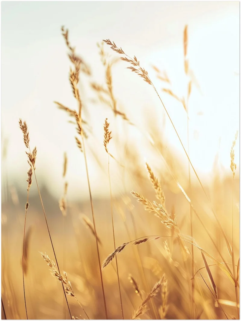 Goldene Gräser im Sonnenlicht Leinwand