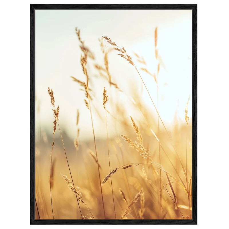 Goldene Gräser im Sonnenlicht Leinwand