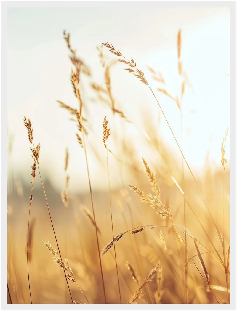 Goldene Gräser im Sonnenlicht Poster