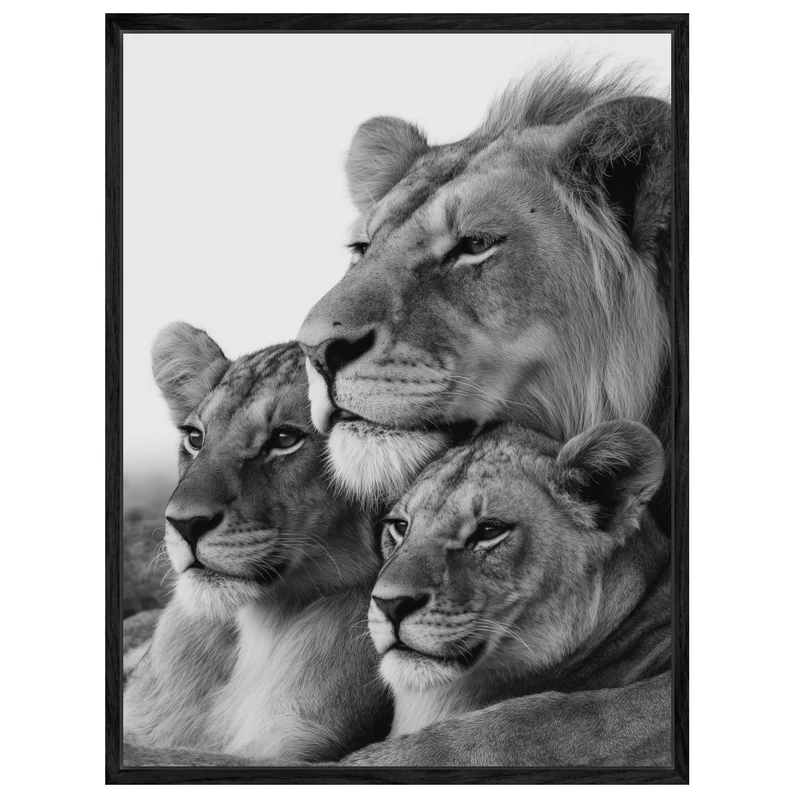 Löwenfamilie Leinwandbild