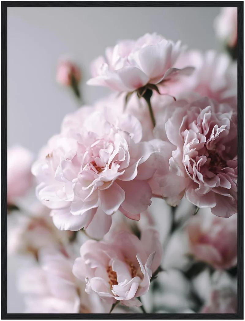 Zartrosa Gartenrosen Poster