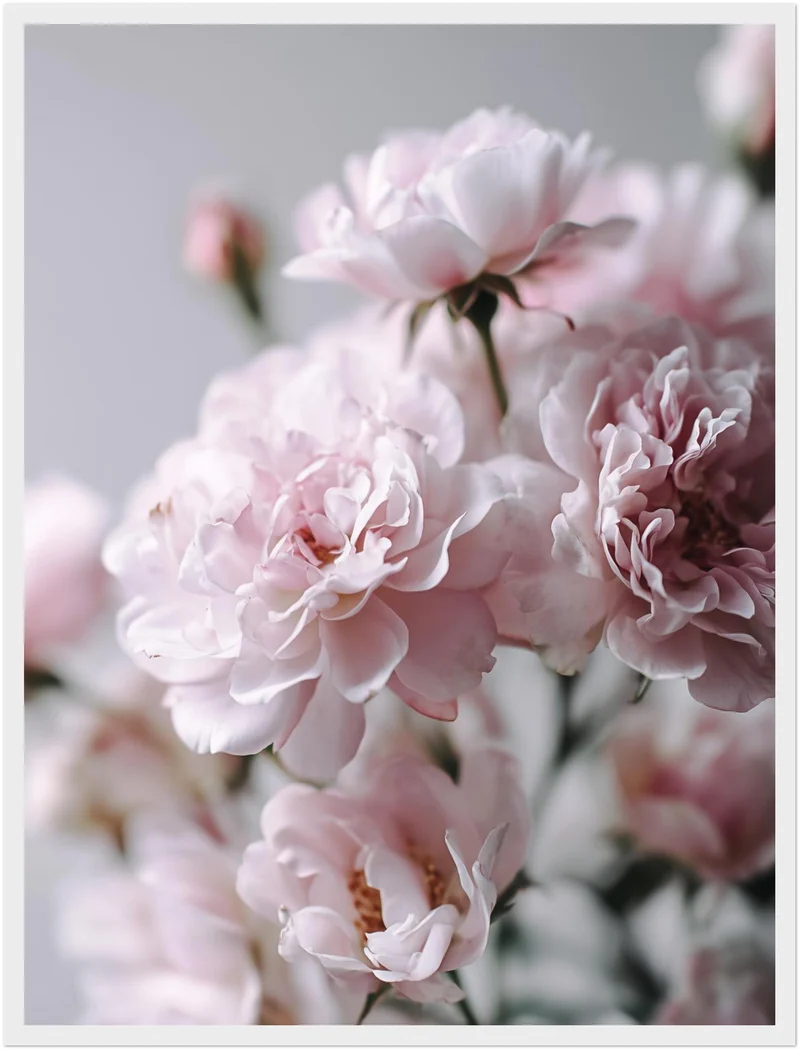 Zartrosa Gartenrosen Poster