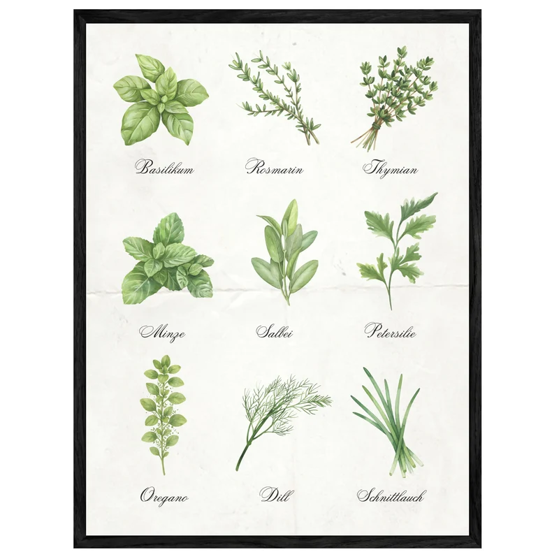 Kräuter Illustration Set Leinwandbild